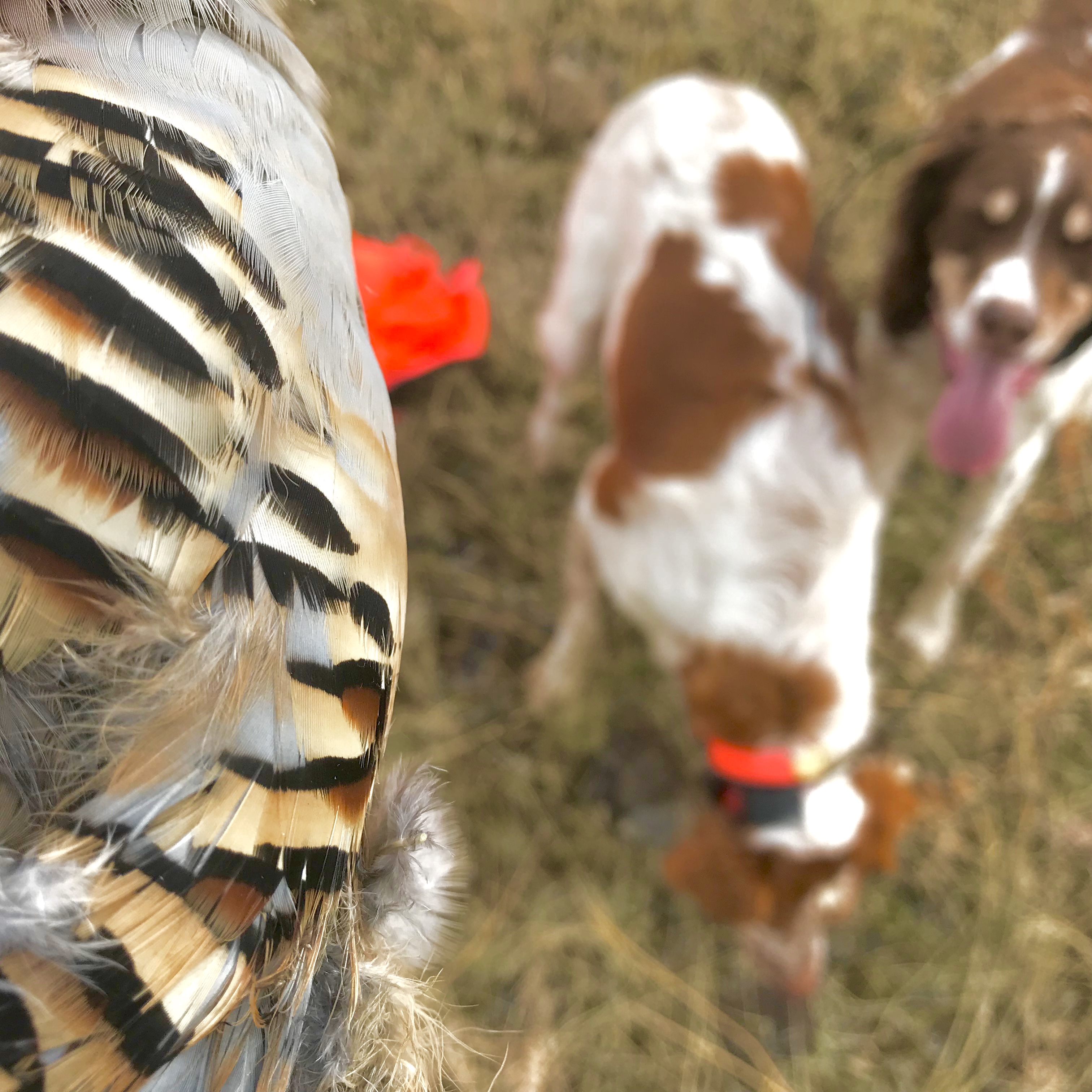 Leslie Bags Her First Chukar