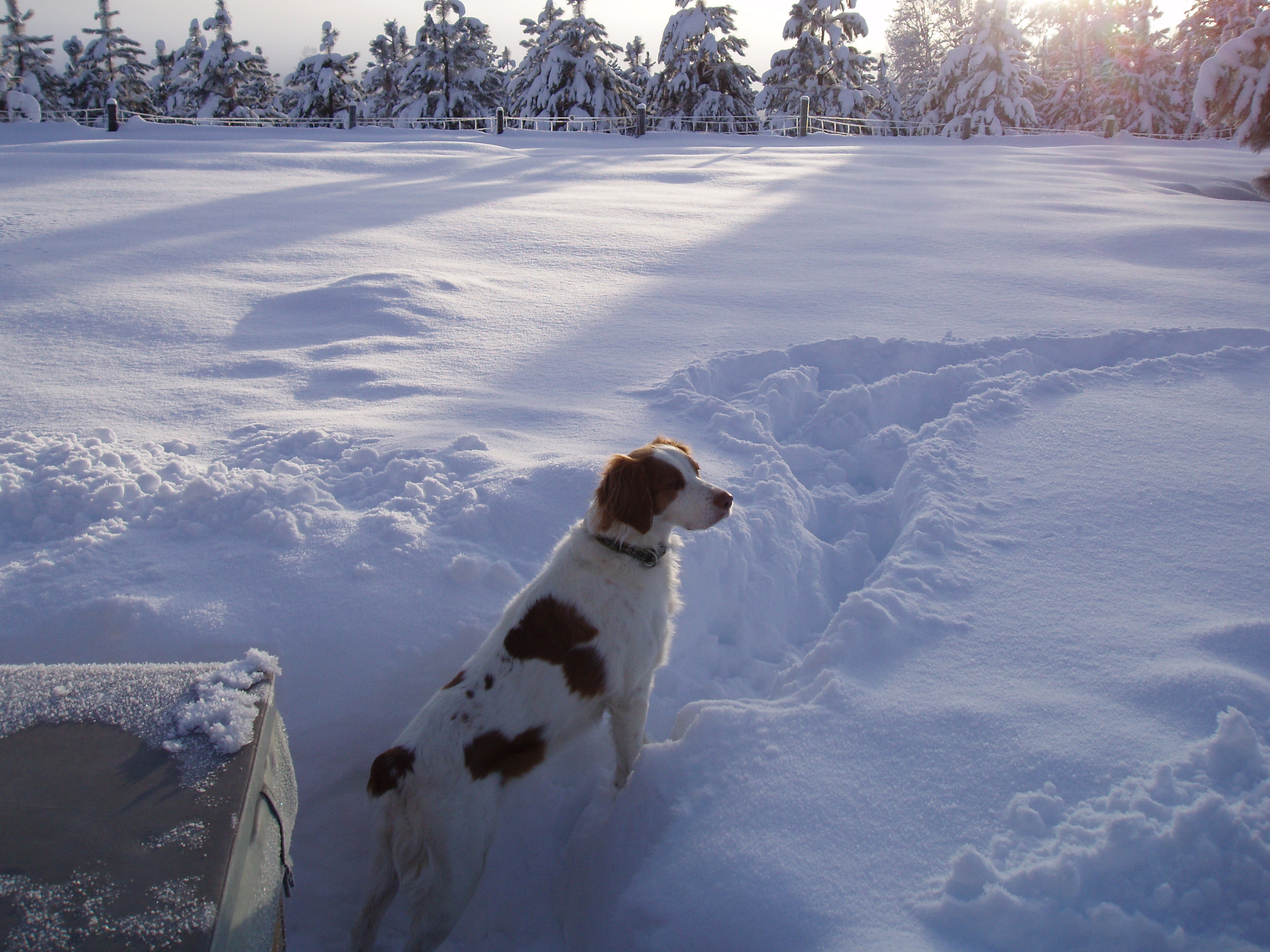 Because of a Bird Dog