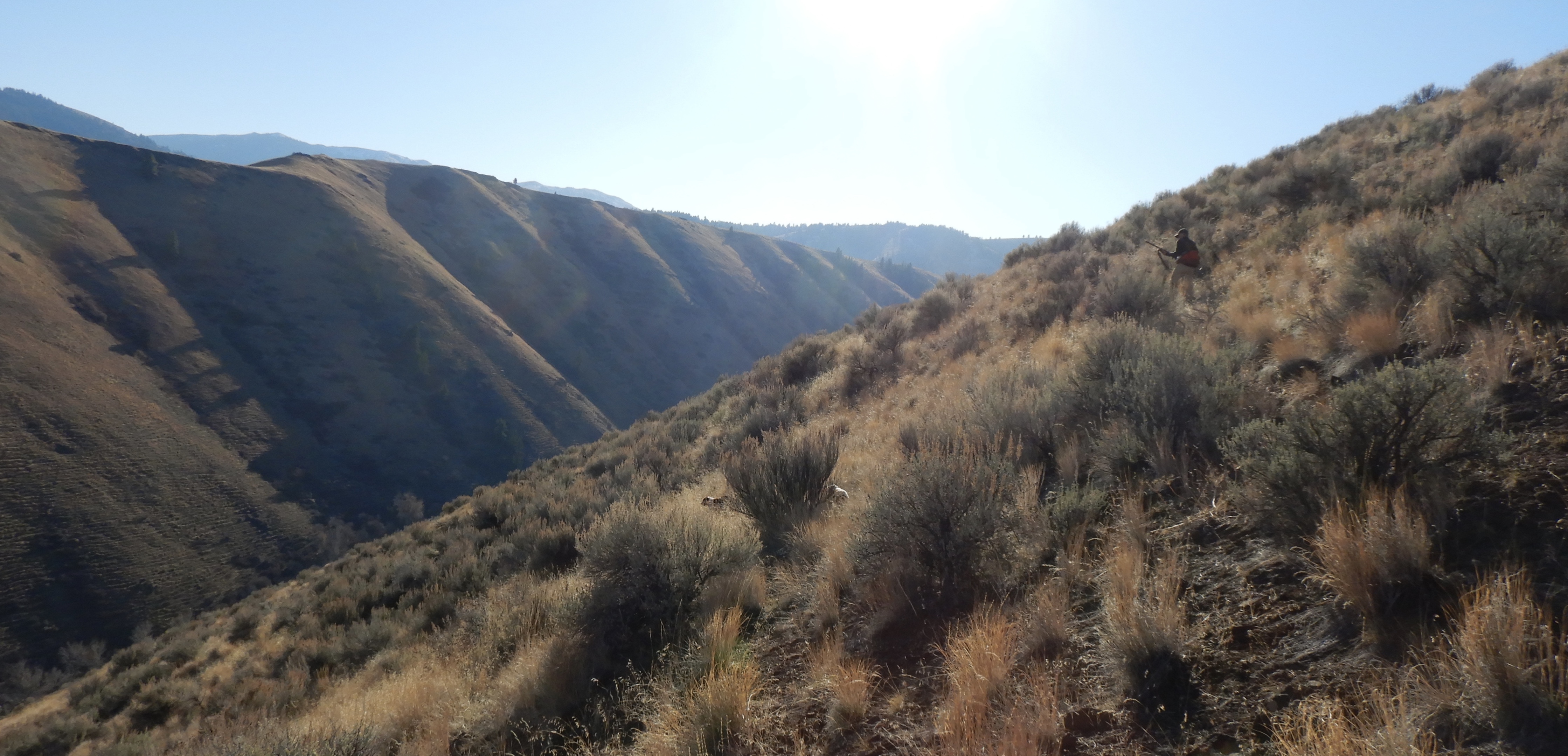 Chukar Curry