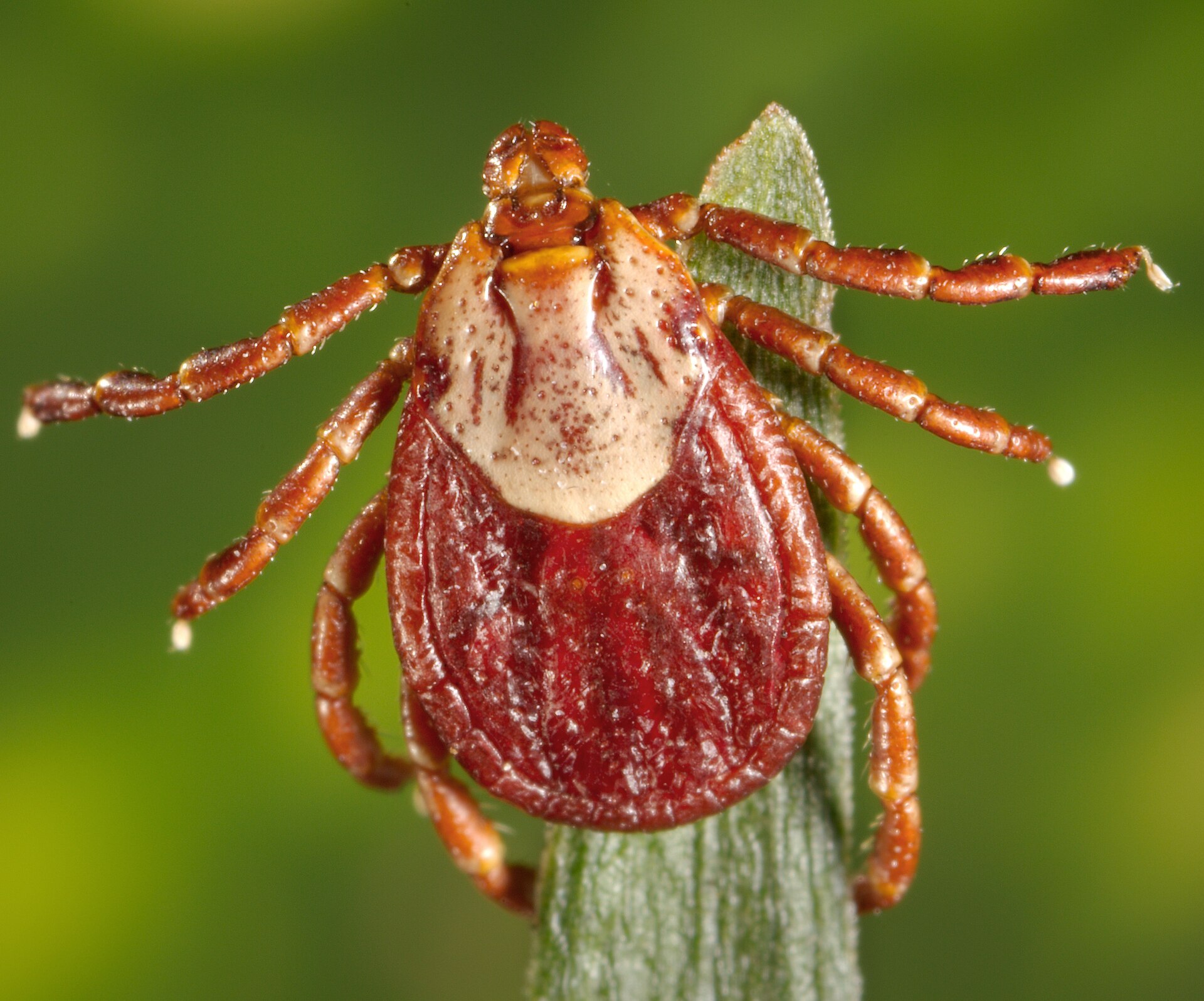Tick Trouble