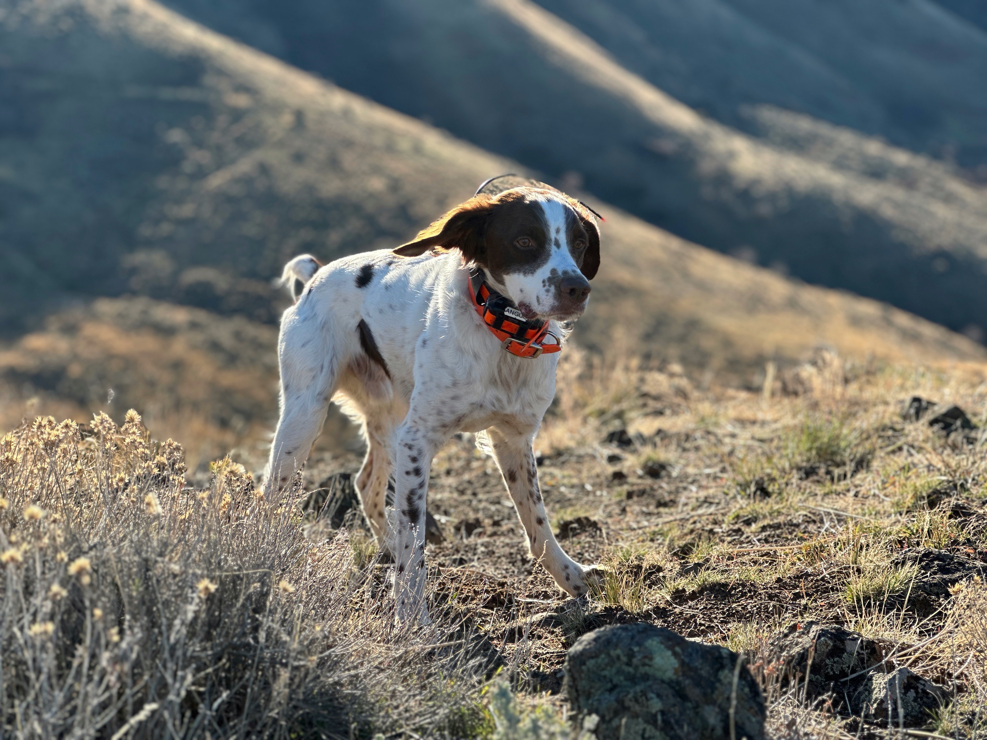 Praising Canines