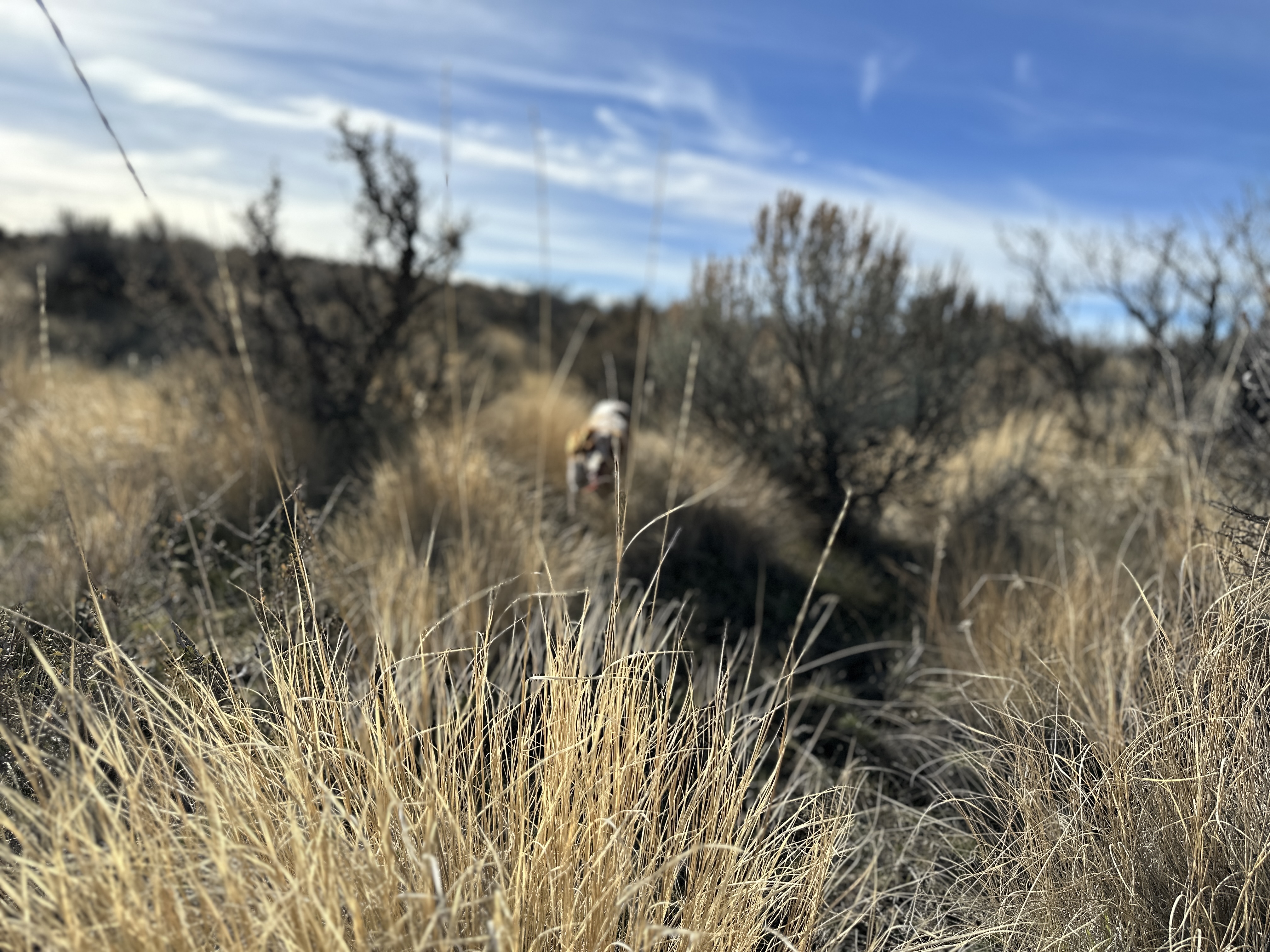 December Chukar Hills