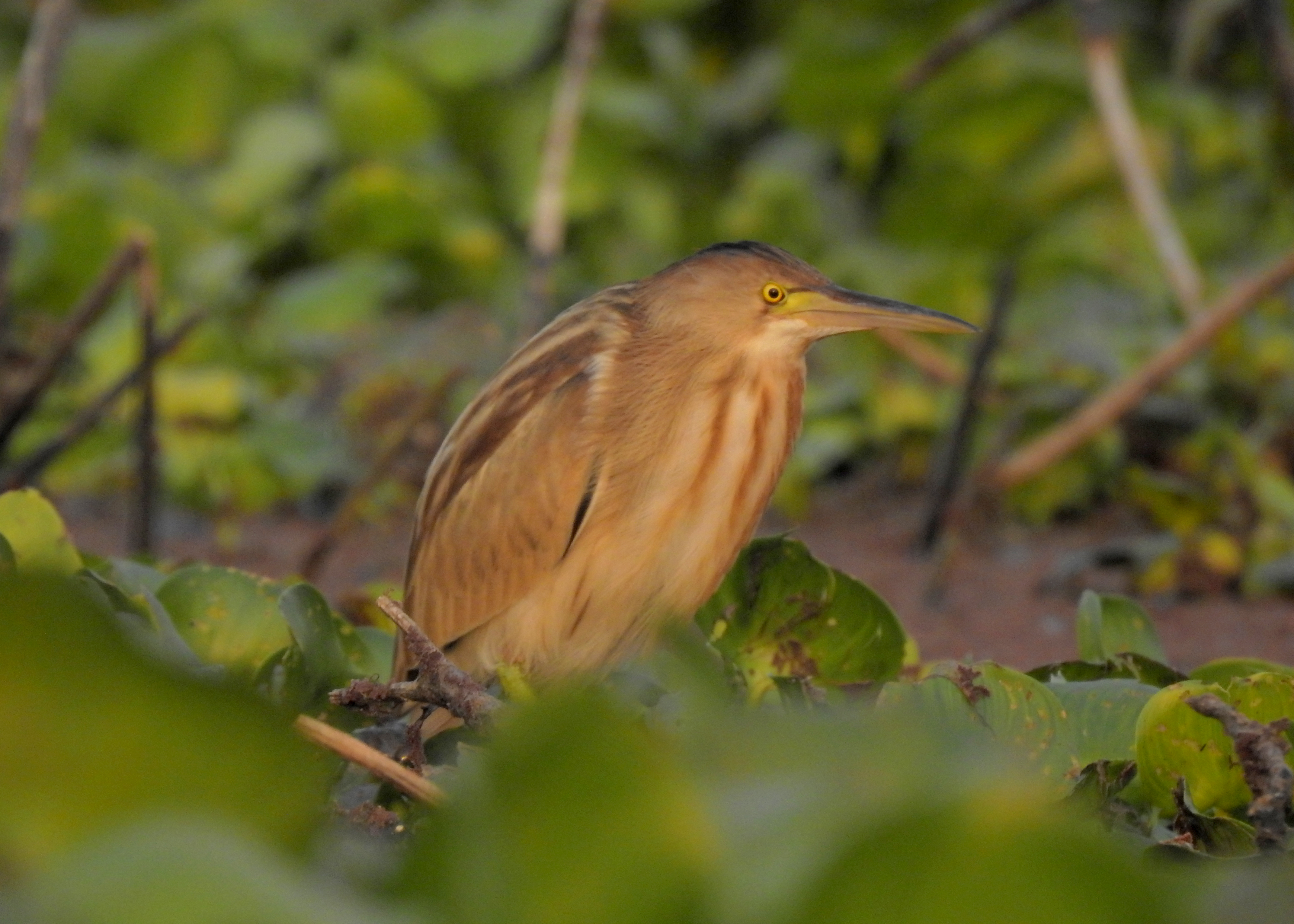 The Yellow Bittern