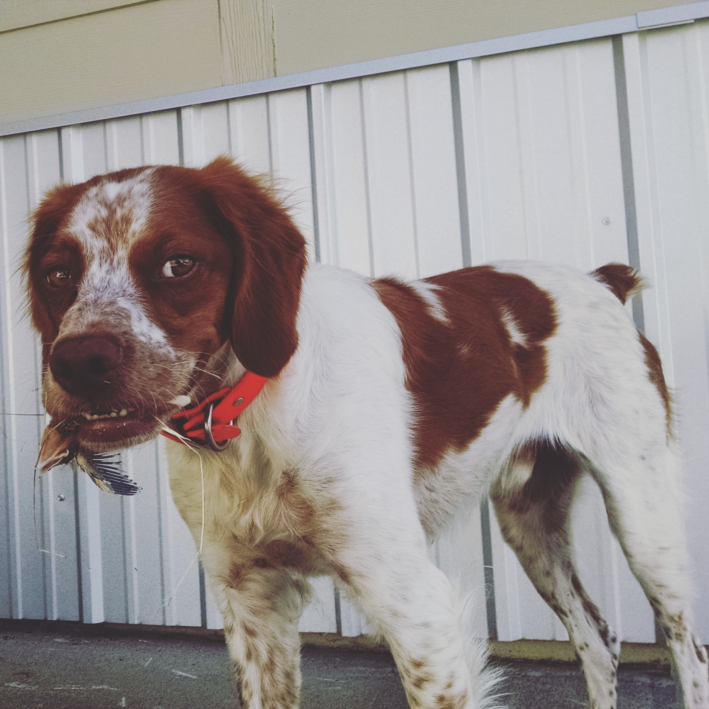 Peat’s Miles