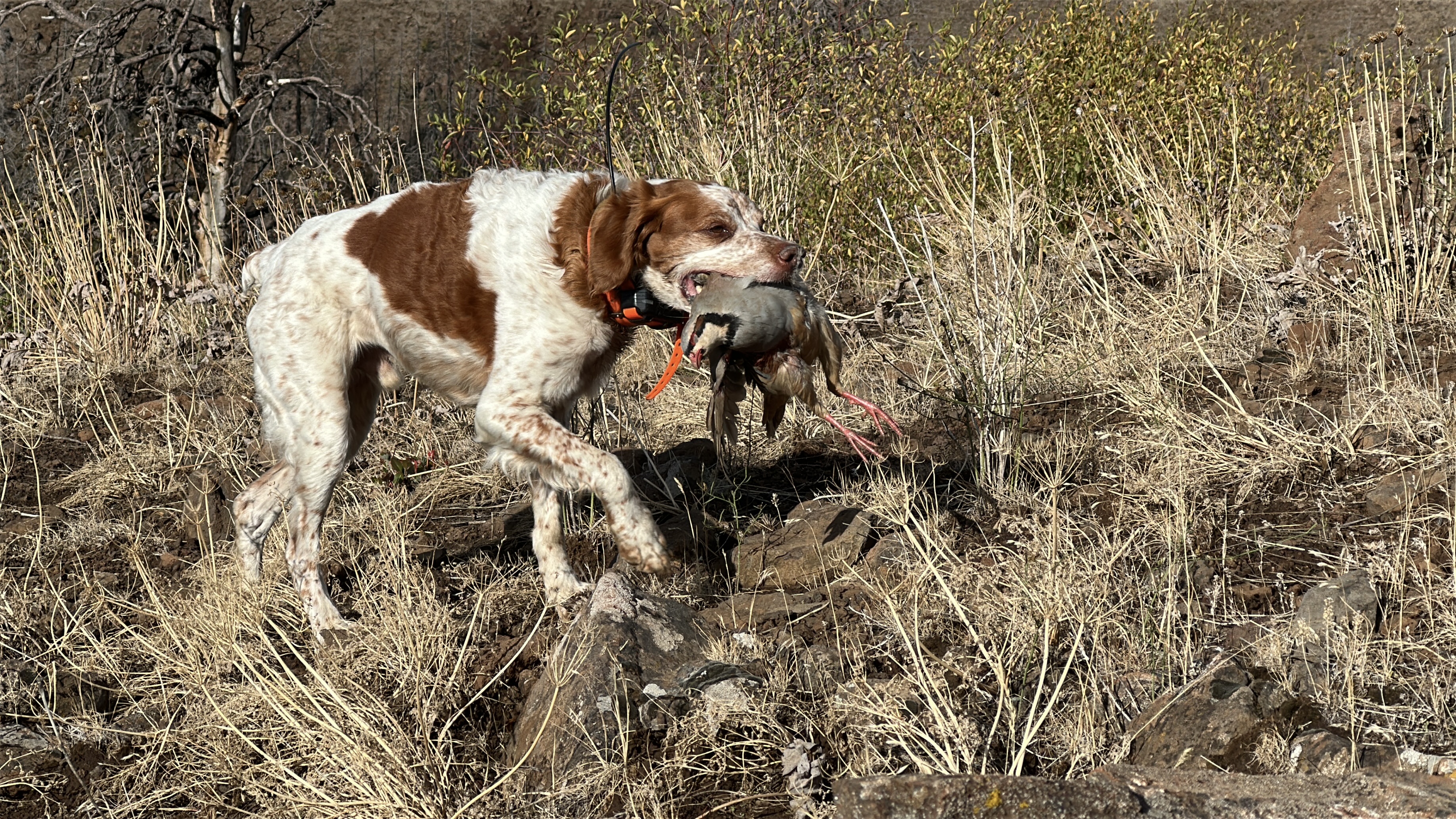 Retrieve